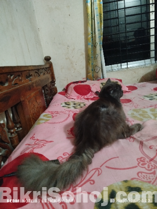 parcian cat